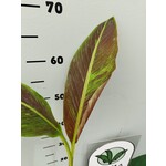 Bananen-bananas Musa siam Ruby - Bananier rouge