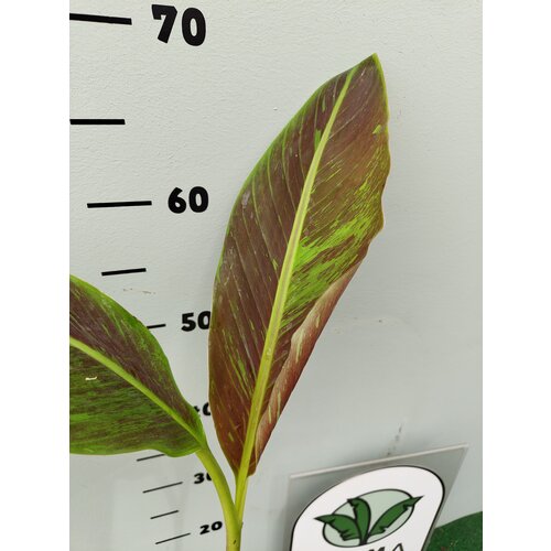 Bananen-bananas Musa siam Ruby - Bananier rouge