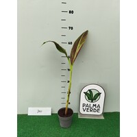 Bananen-bananas Musa siam Ruby - Rode siam banaan