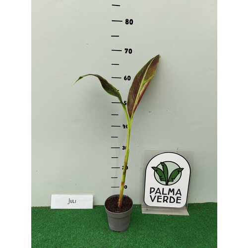 Bananen-bananas Musa siam Ruby - Bananier rouge