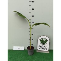 Bananen-bananas Musa sikkimensis Red Tiger - Banane de Sikkim