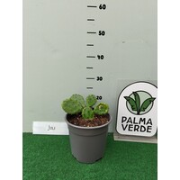 Woestijn-desert Opuntia humifusa - Hardy cactus