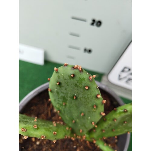 Woestijn-desert Opuntia humifusa - Hardy cactus
