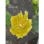 Woestijn-desert Opuntia humifusa - Hardy cactus