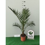 Palmbomen-palms Phoenix canariensis - Canarische dadelpalm