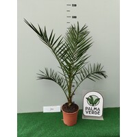 Palmbomen-palms Phoenix canariensis - Canarische dadelpalm