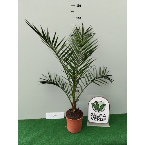 Palmbomen-palms Phoenix canariensis - Canary date palm