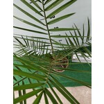 Palmbomen-palms Phoenix canariensis - Canarische dadelpalm