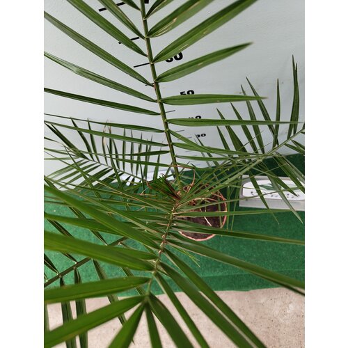 Palmbomen-palms Phoenix canariensis - Canarische dadelpalm