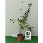 Eetbare tuin-edible garden Punica granatum - Granaatappel