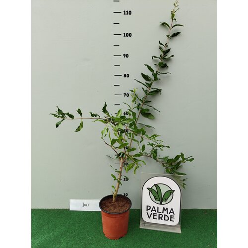 Eetbare tuin-edible garden Punica granatum - Granaatappel