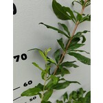 Eetbare tuin-edible garden Punica granatum - Granaatappel