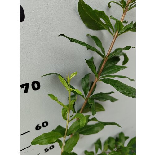 Eetbare tuin-edible garden Punica granatum - Granaatappel