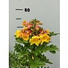 Bloemen-flowers Tecomaria Tropical Twist