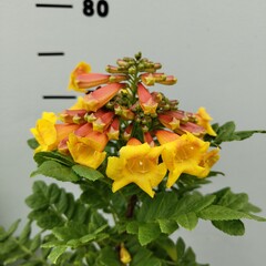 Bloemen-flowers Tecomaria Tropical Twist