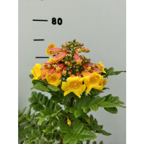 Bloemen-flowers Tecomaria Tropical Twist