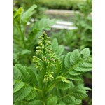 Bloemen-flowers Tecomaria Tropical Twist