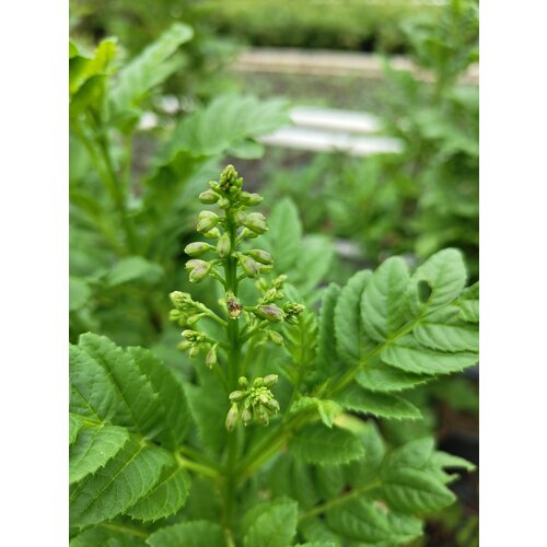 Bloemen-flowers Tecomaria Tropical Twist
