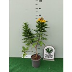 Bloemen-flowers Tecomaria Tropical Twist