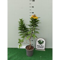 Bloemen-flowers Tecomaria Tropical Twist