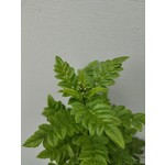 Bloemen-flowers Tecomaria Tropical Twist