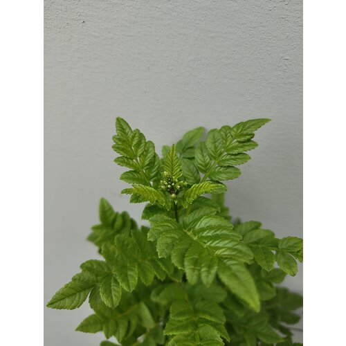Bloemen-flowers Tecomaria Tropical Twist