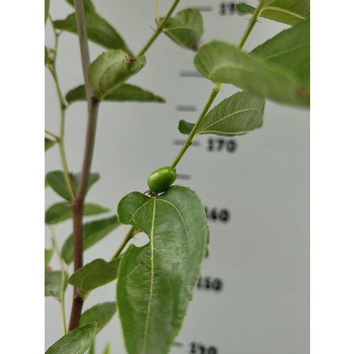 Eetbare tuin-edible garden Ziziphus jujuba - Jujubier commun