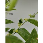Eetbare tuin-edible garden Ziziphus jujuba - Jujubier commun