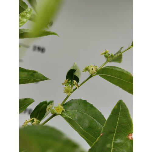 Eetbare tuin-edible garden Ziziphus jujuba - Jujubier commun