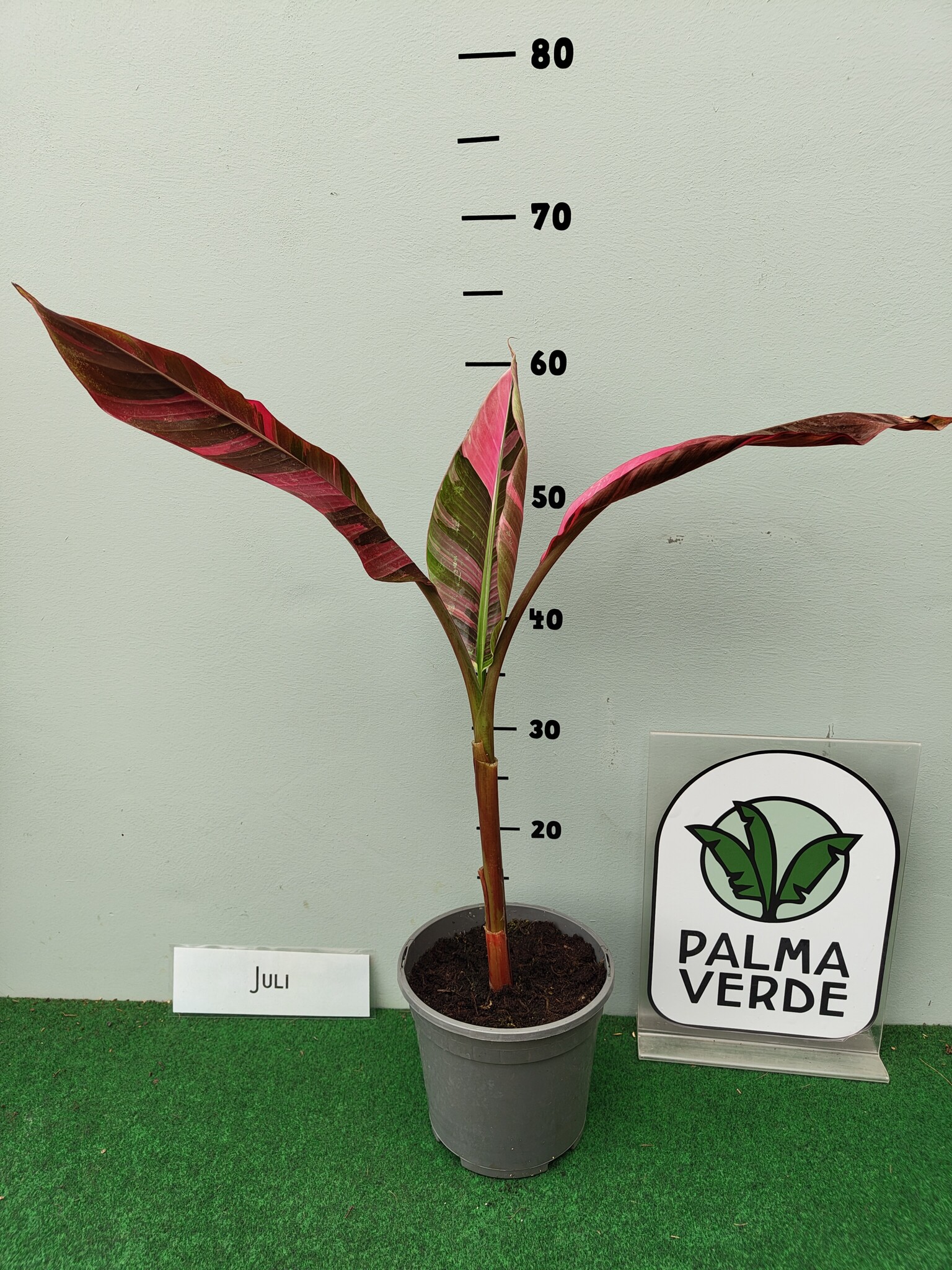 5187828】Musa nono pink variegated /ムサノノ ピンク 斑入りバナナ