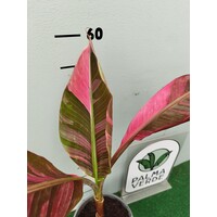 Bananen-bananas Musa nono "Pink Variegated" - Pink variegated Banana