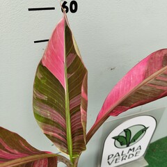 Bananen-bananas Musa nono "Pink Variegated" - Pink variegated Banana