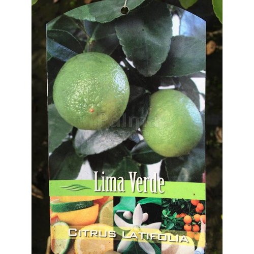 Eetbare tuin-edible garden Citrus latifolia-aurantifolia Lime Verde - Lime