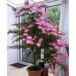 Bloemen-flowers Calliandra Dixi Pink - Surinaamse poederdons