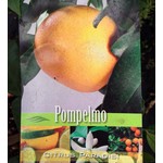 Eetbare tuin-edible garden Citrus paradisi - Grapefruit - Pompelmoes