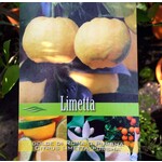 Eetbare tuin-edible garden Citrus limetta Pursha - Yellow lime