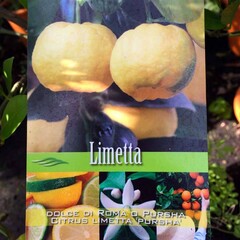 Eetbare tuin-edible garden Citrus limetta Pursha - Gele limoen