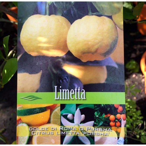Eetbare tuin-edible garden Citrus limetta Pursha - Limette Pursha