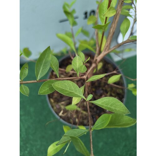 Eetbare tuin-edible garden Lawsonia inermis - Henné