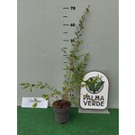 Eetbare tuin-edible garden Lawsonia inermis - Henné