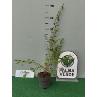 Eetbare tuin-edible garden Lawsonia inermis - Henné