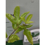 Eetbare tuin-edible garden Passiflora edulis "Flavicarpa" - Maracuya