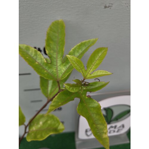 Eetbare tuin-edible garden Passiflora edulis "Flavicarpa" - Maracuya