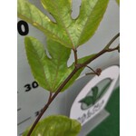 Eetbare tuin-edible garden Passiflora edulis "Flavicarpa" - Maracuya