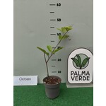 Eetbare tuin-edible garden Passiflora edulis "Flavicarpa" - Maracuya
