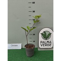 Eetbare tuin-edible garden Passiflora edulis "Flavicarpa" - Maracuya