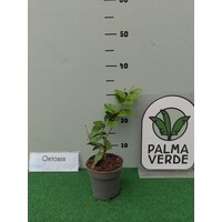 Bloemen-flowers Jasminum sambac - Melati - Jasmin sambac