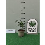 Eetbare tuin-edible garden Camellia sinensis - Tea plant - Green tea - Oolong