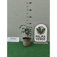 Eetbare tuin-edible garden Camellia sinensis - Theeplant - Groene thee - Oolong