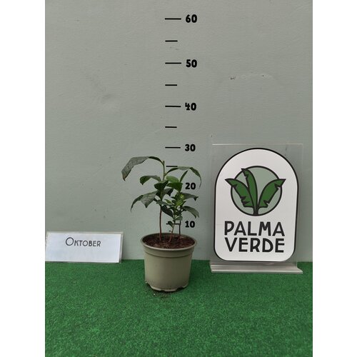 Eetbare tuin-edible garden Camellia sinensis - Tea plant - Green tea - Oolong